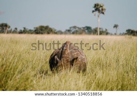 Portrait white rhino