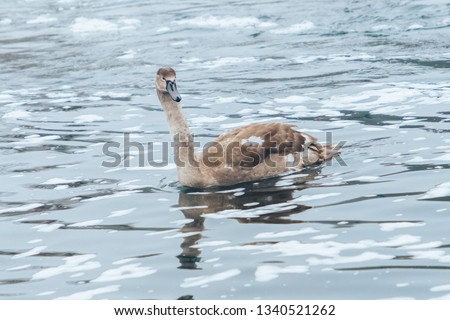 Gray swan floats on the river in the winter among the foam