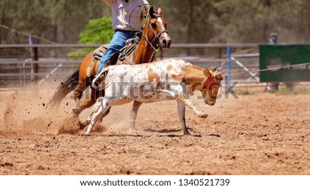 Animal being lassoed by cowboys in a team calf roping competition at an Australian sanctioned country rodeo