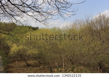 Korea nature landscape 
wetland swamp