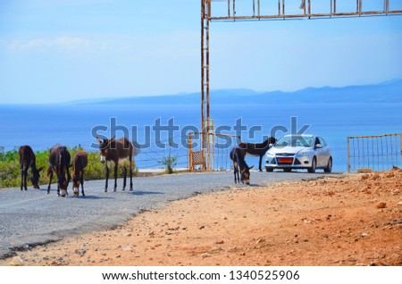 Wild donkeys on the road around the car that is passing by. One of the donkeys has his head in a car. Taken in Karpas Peninsula, Turkish Northern Cyprus. These cute animals are attraction of the area.