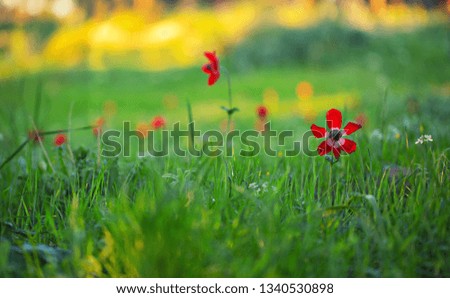 Red anemone flowers green background