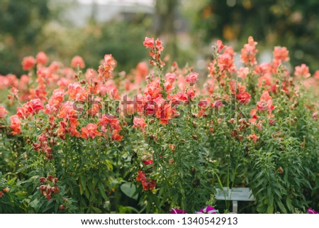 Red flowers background.