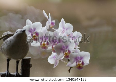 a bauble bird and a branch of pink orchids