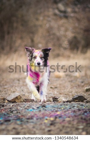 Portrait of amazing young border collie with holi color 