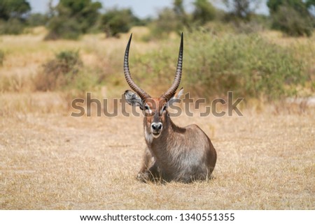 Antilope in Murchison Falls