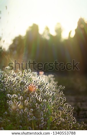 Field trefoil, hare's foot (Trifolium arvense) in the sunlight Royalty-Free Stock Photo #1340553788