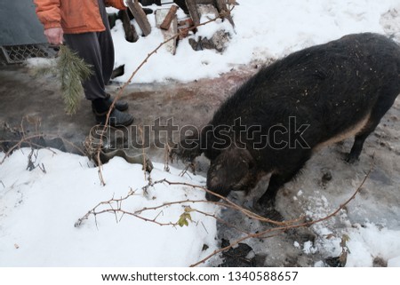 Homemade pig on walk in winter.Man walking pig in the countryside in winter