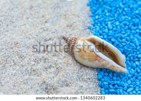 Tourism and travel concept. Shell on the beach. 