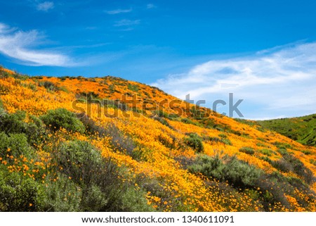 California poppy super bloom in Walker Canyon in Southern California. These were taken in March 2019.