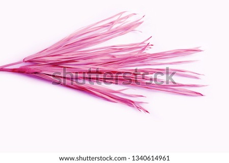 Pink dry branches isolated on white background. Tropical purple dried grass.