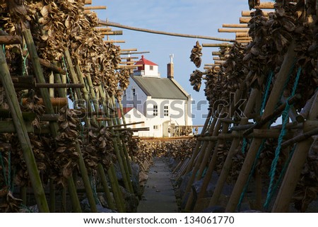 Traditional way of drying stock fish on Lofoten islands in Norway