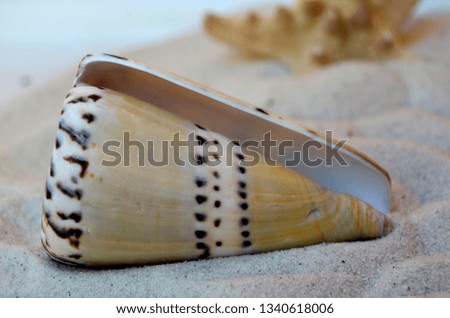 Sea shells isolated on white 