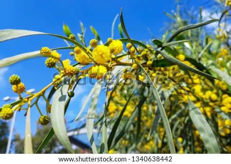 Acacia is a densely flowered yellow or Israeli mimosa, flowers of yellow acacia close-up, splash flower