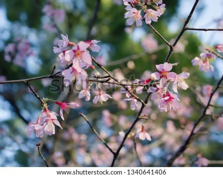 An image of Okame-zakura blossoms in bloom shone by the morning sunlight in Japan.
