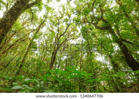 A treetop view picture of green forest  with many branches and blue sky at background 