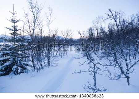 Track trough a forrest in the fresh snow