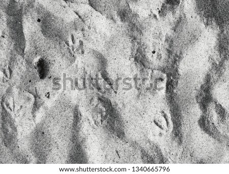 Close of surface of sand at the baltic sea beach in high resolution