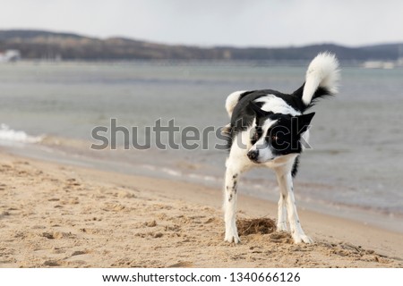 dog peeing on the beach, fun pet, lol, summer, background