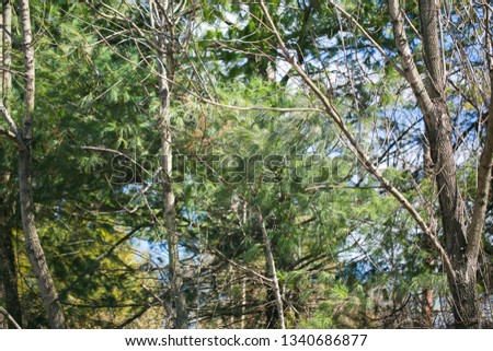trees in park on a sunny day - Image