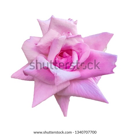Flower of pink rose isolated on white background