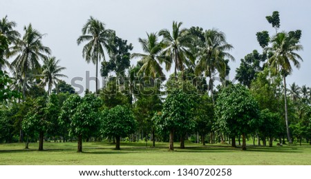 Tropical plantation at summer day on Java Island, Indonesia.