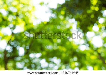 Green floral tree leaf fresh foliage blurred background with bokeh nature background