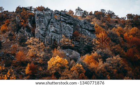 Forest Photoshoot Turkey