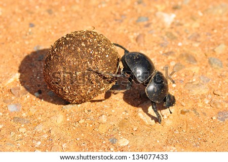Dung Beetle Royalty-Free Stock Photo #134077433