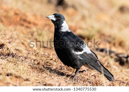 Australian Magpie looking for food on Red Hill Nature Reserve, ACT in the morning of March 2019