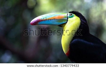 Keel-billed toucan (Ramphastos sulfuratus) looking up into the canopy. Costa Rica.