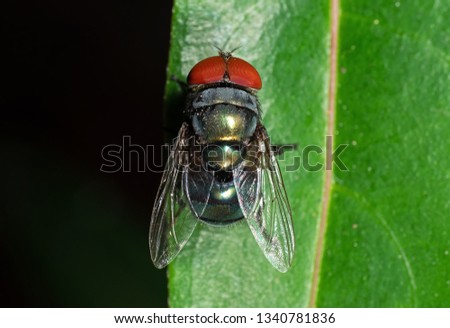 Macro Photography of Blowfly on Green Leaf 