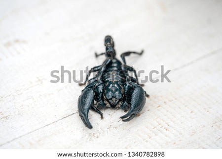 Asian black scorpion on white wooden background in Ubud, island Bali, Indonesia. Close up
