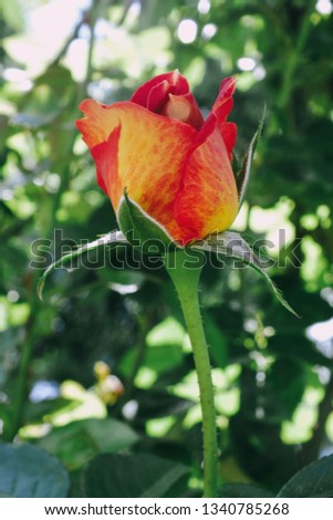 Hybrid red-yellow rose bud. Flowers outdoors.