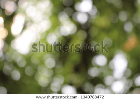 
Green leaves reflect the light from the yellow sun in the morning, take a blurred picture