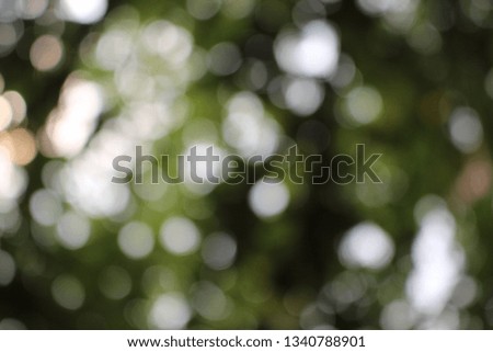 
Green leaves reflect the light from the yellow sun in the morning, take a blurred picture