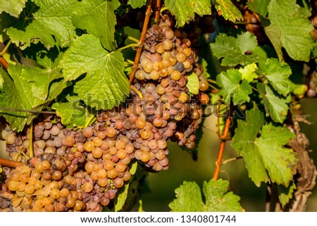 Autumn vineyards of South Moravia before harvest. Grapes of white wine with botrytis
