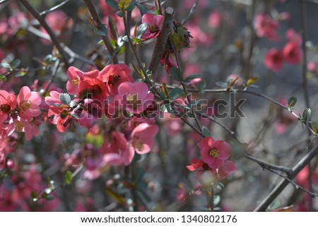 azerbaycan nar gulu " Azerbaijan is pomegranate flower"  Hibiskus, Hibiküs, Hibiscus sabdariffa