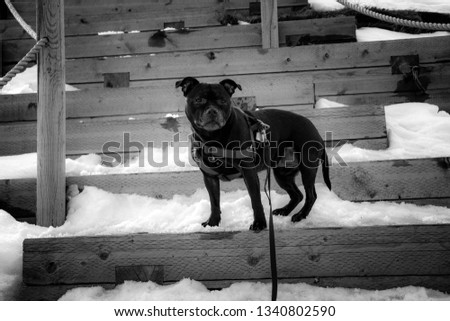 Staffordshire bull terrier on steps in park. Dog picture in black and white in Calgary Alberta Canada park. Dog on stairs b & W pet photography photo shoot.