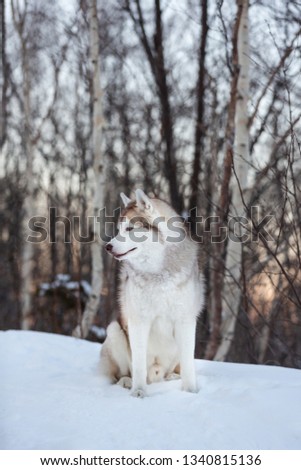 Profile Portrait of gorgeous, adorable and free Siberian Husky dog sitting on the snow path in the mysterious winter forest at sunset.