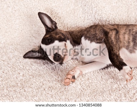 Dog breed mini bull terrier lies on a white fluffy rug