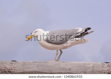 Photo picture of Single seagull in flight on grey sky