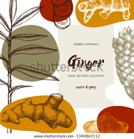 Hand drawn Ginger illustration. With roots, ginger pieces and flower. Herbal spice design. Vegan and healthy food ingredient. Abstract trendy elements for banner design, textile or wrapping papper. 