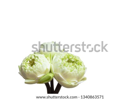 Design for three lotus flowers green buds, isolated on white. clipping path in the background