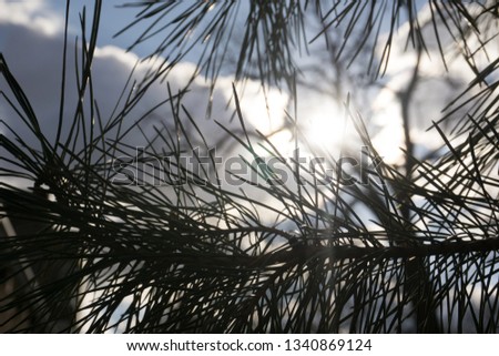 Heaven spotted between beautiful pine tree leaves. Royalty-Free Stock Photo #1340869124