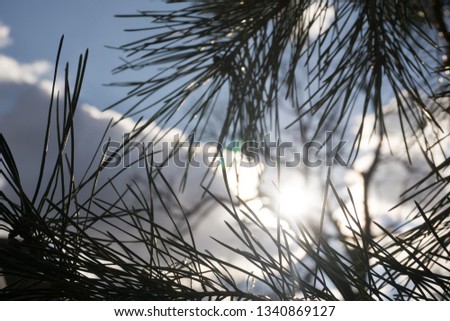 Heaven spotted between beautiful pine tree leaves. Royalty-Free Stock Photo #1340869127