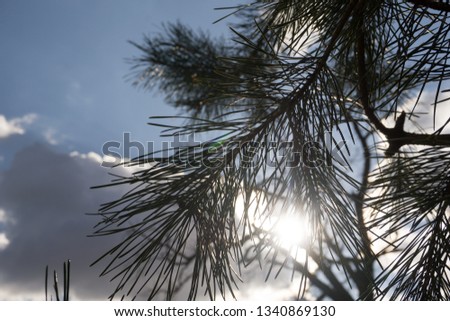 Heaven spotted between beautiful pine tree leaves. Royalty-Free Stock Photo #1340869130