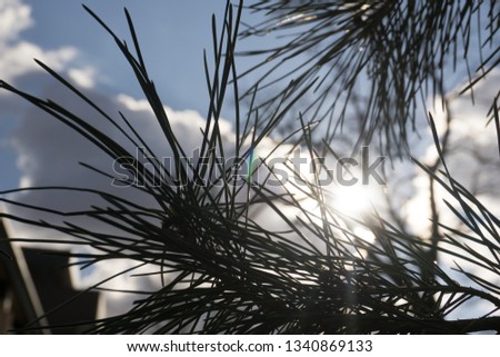 Heaven spotted between beautiful pine tree leaves. Royalty-Free Stock Photo #1340869133