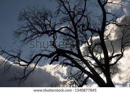 Silhouettes of a tree in a beautiful sky background in the park. Royalty-Free Stock Photo #1340877845