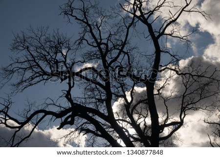 Silhouettes of a tree in a beautiful sky background in the park. Royalty-Free Stock Photo #1340877848